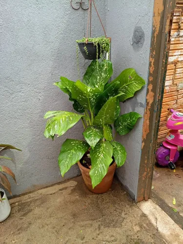 Vaso comigo ninguém pode