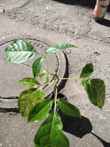 VENDO MUDAS DE IPÊ ROSA