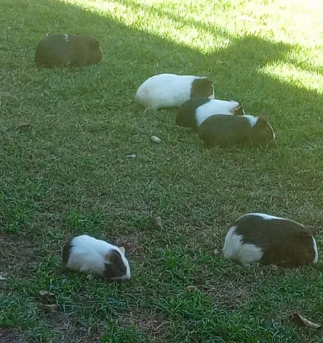Porquinho da índia