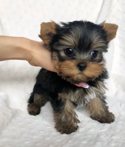 Yorkshire Terrier - Patinhas Que Fazem Diferença 