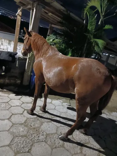 Cavalo mangalarga