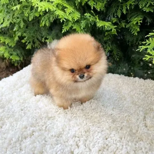 Spitz Alemão 