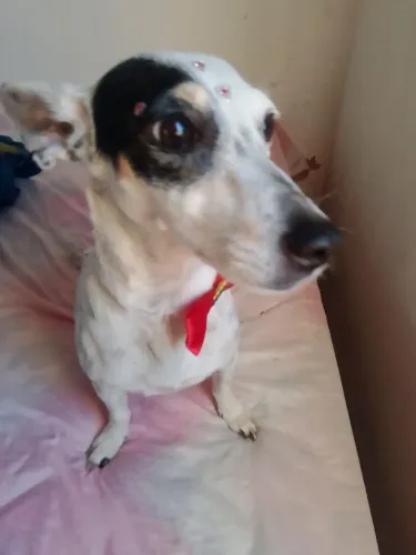 Pet sitter/ babá