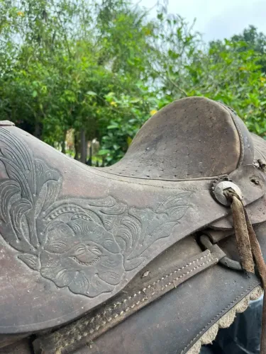 Cela de Cavalo