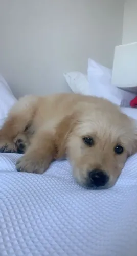 Filhotes de Golden Retriever | Focinhos encantadores.