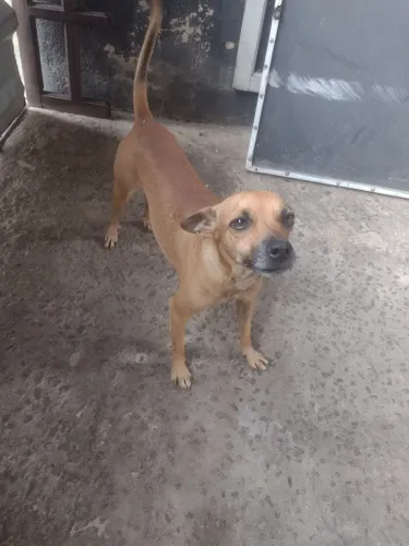 Pincher médio porte para adoção responsável 