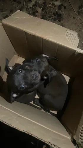 Cachorro