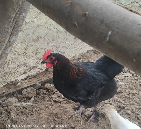 Galinha marans Black cooper