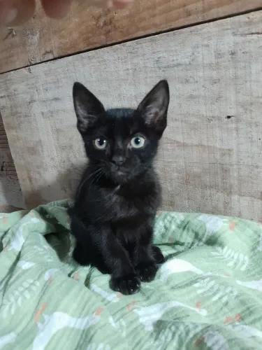 Doacao gato macho filhote