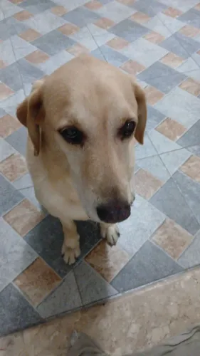 Doacão de um Cachorro labrador