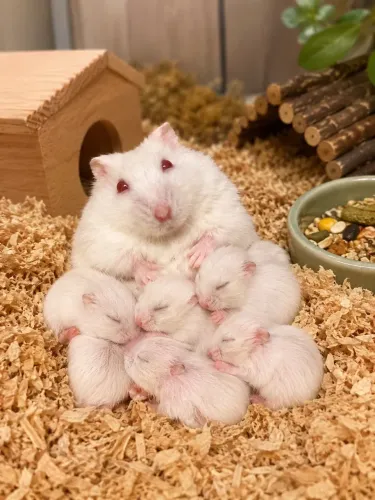 FILHOTINHOS DE HAMSTER À RESERVA!