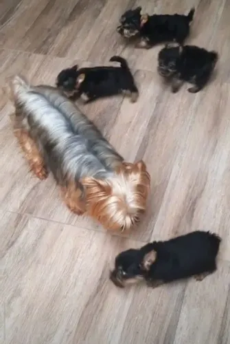 Yorkshire terrier