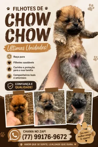 Filhotes Cachorro 