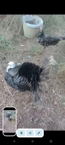 Vendo casal de perú