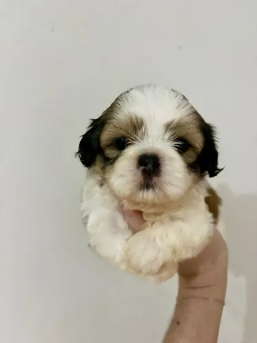 Shih Tzu puro