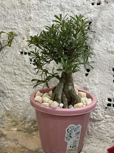 Rosa do deserto 
