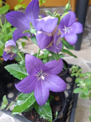 Flor
