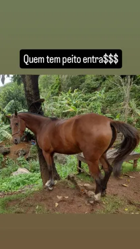 Égua manga larga 