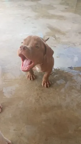 Vendi 2 filhote de Pit Bull com 3 meses