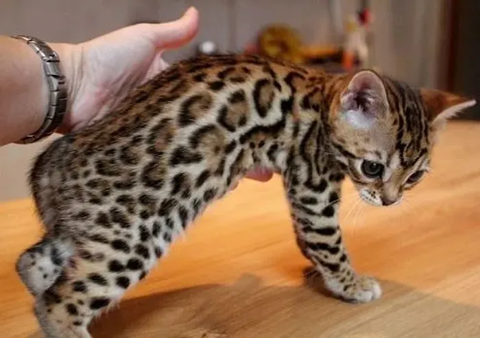 O gato leopardo Bengal