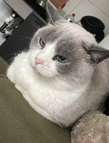 Doação responsável Gata castrada