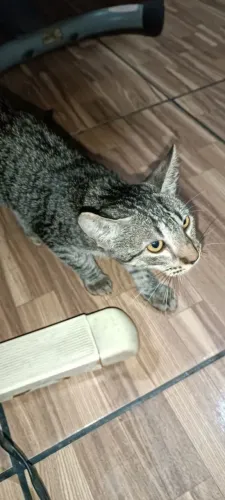 Gatinho para adoção