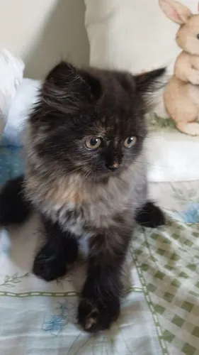 Gata persa