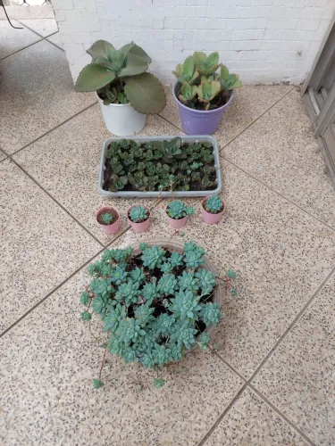 Kit 8 Plantas Suculentas