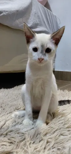 Gatinha fêmea