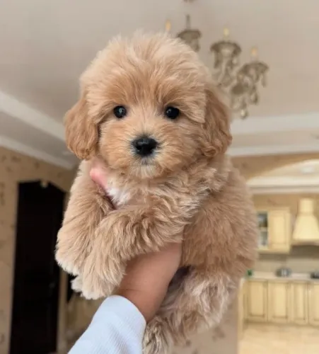 Poodle Lindos Bebês
