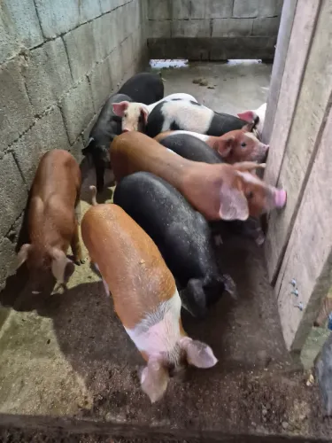 Leitão, filhote de porco