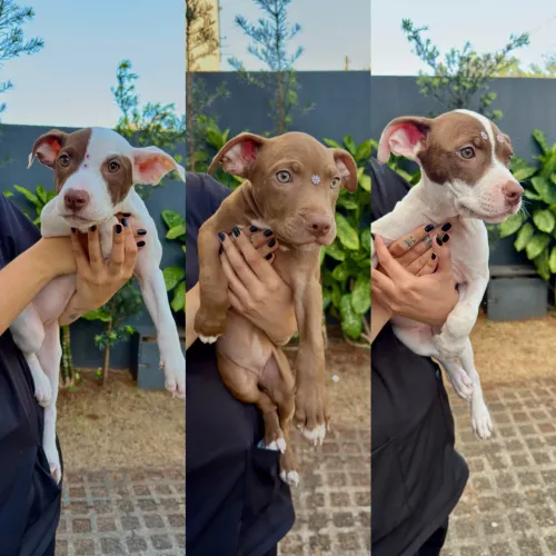 Vendo Filhote pitbull fêmea