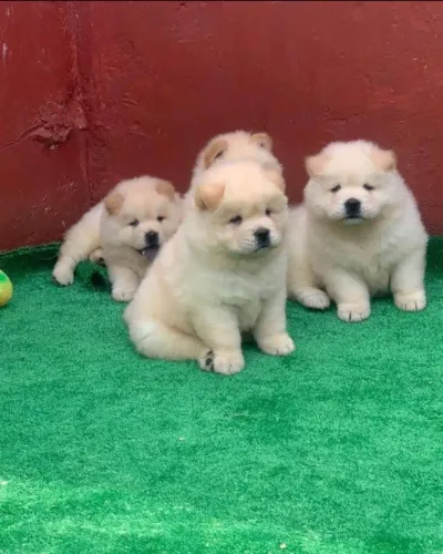 Filhote Chow Chow com Parcelamento Fácil