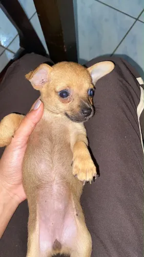 Pinscher minúscula 