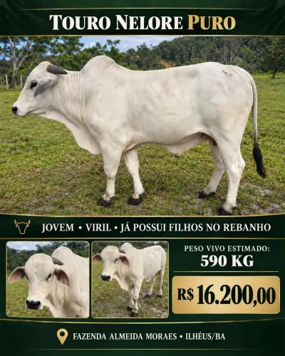 TOURO NELORE PURO À VENDA