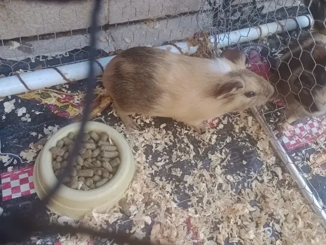 Porquinho da índia 