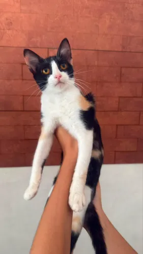 Adoção gato 