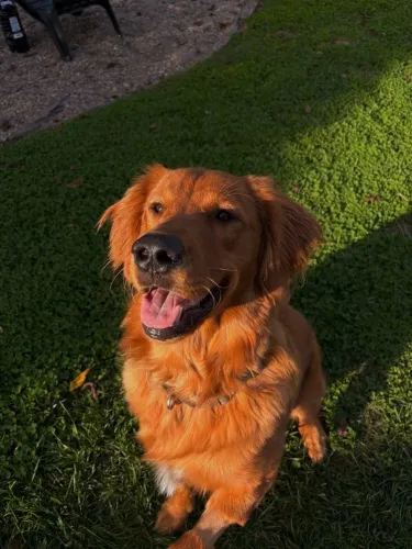 Golden Retriever Macho