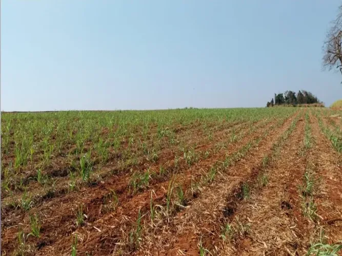 sitio em cana regiao Ribeirão Preto 12 alqueires aproveitamento 90% 