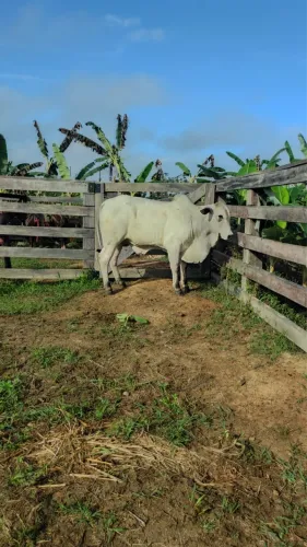 Touros PO NELORE Registrados, disponível p/ venda.     