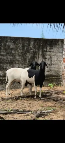 Carneiro Machos
