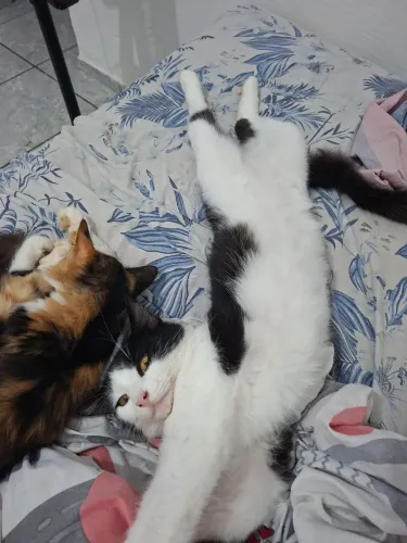Gato castrado para doação 