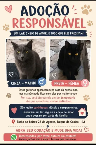 Gatinhos 