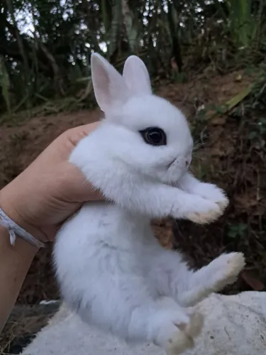 COELHO ANÃO PEQUENO BABY