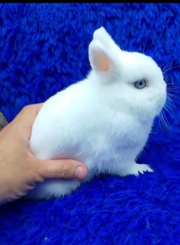 Alto padrão (minis coelhos e coelhos anões)