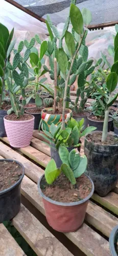 Lindas mudas de Zamiocuca para você espantar mau-olhado da sua vida