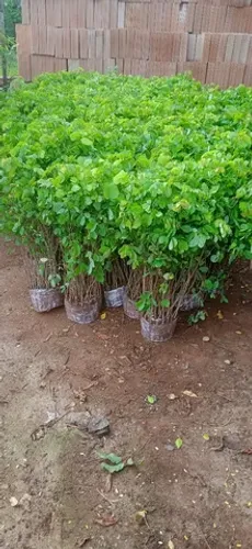 Mudas de cerca viva Sansão do campo