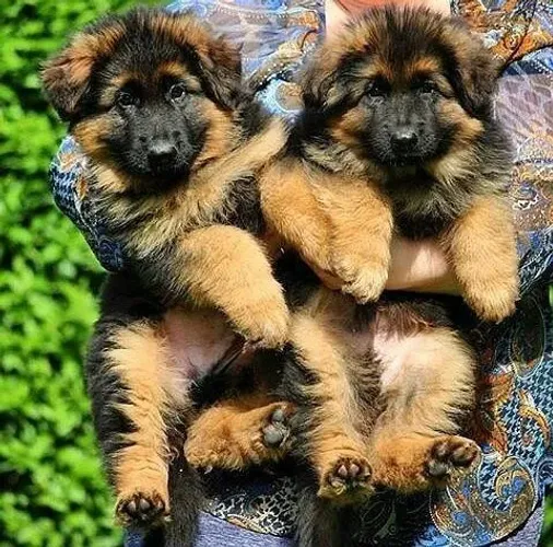 Filhotes de Pastor Alemão - Lindos e Adoráveis!