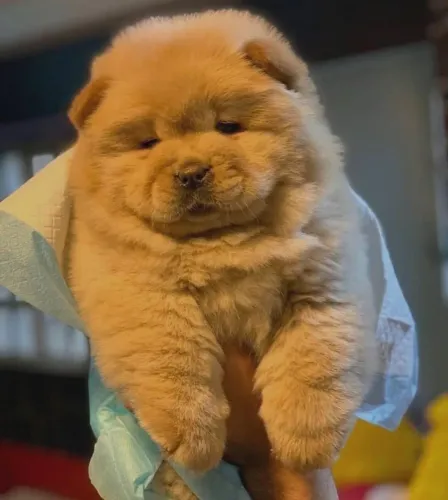Filhote Chow-chow, Diga sim ao amor de um filhotinho carinhoso!