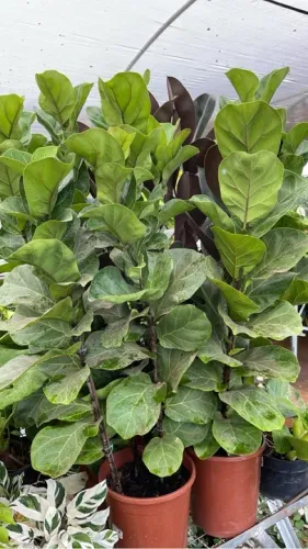 Mudas de Ficus Lyrata
